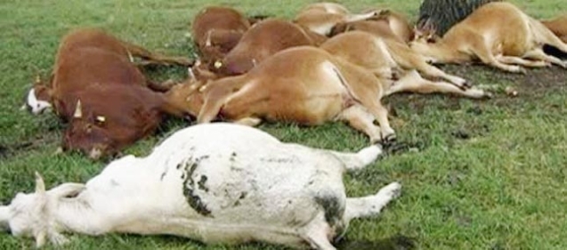 Mysterious diseases in Sindh region has killed more than 360 domestic animals